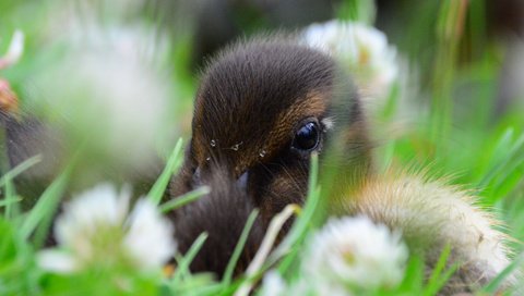 Обои цветы, трава, птенец, птица, утка, утенок, flowers, grass, chick, bird, duck разрешение 2048x1364 Загрузить