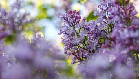 Обои цветы, цветение, ветки, размытость, весна, сирень, flowers, flowering, branches, blur, spring, lilac разрешение 2048x1365 Загрузить