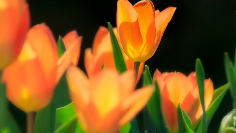 Обои цветы, макро, поле, весна, тюльпаны, тюльпан, flowers, macro, field, spring, tulips, tulip разрешение 2048x1366 Загрузить