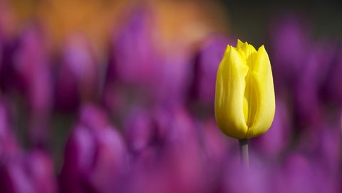 Обои цветы, макро, лепестки, размытость, тюльпаны, тюльпан, стебель, flowers, macro, petals, blur, tulips, tulip, stem разрешение 2048x1365 Загрузить