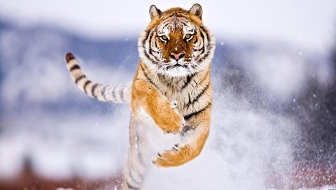 Обои тигр, снег, зима, прыжок, хищник, большие кошки, tiger, snow, winter, jump, predator, big cats разрешение 1920x1080 Загрузить