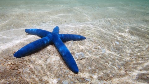Обои вода, песок, дно, морская звезда, подводный мир, water, sand, the bottom, starfish, underwater world разрешение 3744x2370 Загрузить