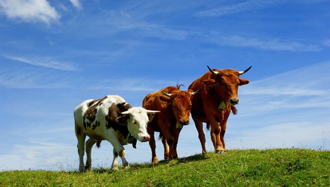 Обои небо, трава, поле, пастбище, рога, коровы, the sky, grass, field, pasture, horns, cows разрешение 1920x1200 Загрузить