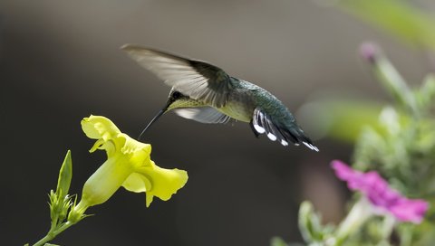 Обои цветы, природа, желтый, птица, розовый, нектар, колибри, flowers, nature, yellow, bird, pink, nectar, hummingbird разрешение 1920x1200 Загрузить