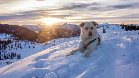 Обои горы, снег, природа, зима, австрия, собака, пес, альпы, mountains, snow, nature, winter, austria, dog, alps разрешение 3200x1800 Загрузить