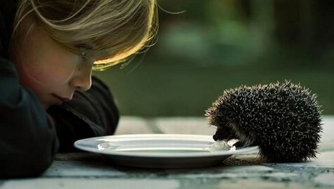 Обои девочка, ежик, тарелка, girl, hedgehog, plate разрешение 1920x1200 Загрузить