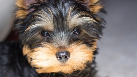 Обои собака, щенок, йорк, йоркширский терьер, dog, puppy, york, yorkshire terrier разрешение 2880x1920 Загрузить