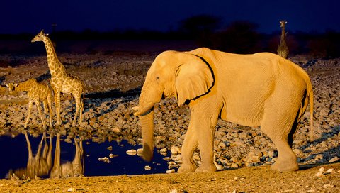 Обои слон, африка, жираф, водопой, намибия, etosha national park, elephant, africa, giraffe, drink, namibia разрешение 2048x1365 Загрузить