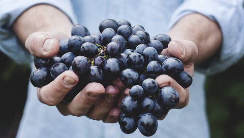 Обои виноград, красный, руки, урожай, кисть, сладкий, сочный, grapes, red, hands, harvest, brush, sweet, juicy разрешение 3888x2592 Загрузить