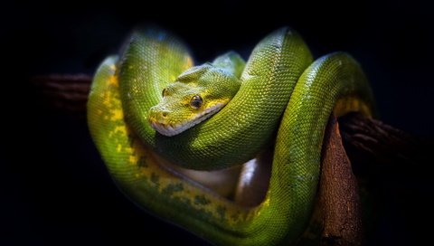 Обои природа, фон, змея, зеленая, древесная, nature, background, snake, green, wood разрешение 1920x1200 Загрузить