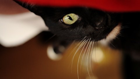 Обои кот, кошка, взгляд, черный, фон.jpg, cat, look, black, ford разрешение 2566x1711 Загрузить