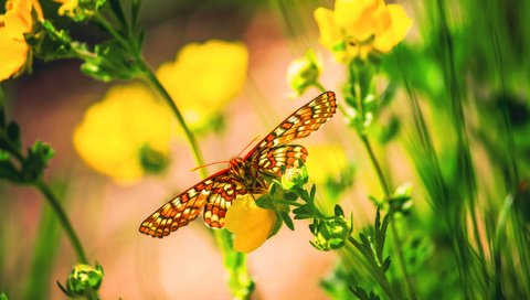 Обои цветы, макро, бабочка, насекомые, боке, flowers, macro, butterfly, insects, bokeh разрешение 2048x1365 Загрузить