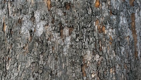 Обои дерево, текстура, кора, tree, texture, bark разрешение 2560x1600 Загрузить