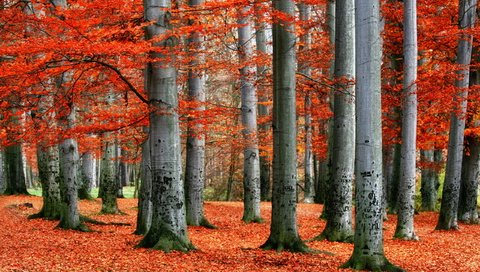 Обои деревья, лес, листья, пейзаж, осень, красные, trees, forest, leaves, landscape, autumn, red разрешение 2560x1600 Загрузить
