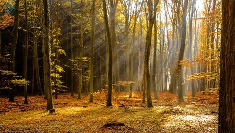 Обои деревья, лес, лучи, осень, листопад, trees, forest, rays, autumn, falling leaves разрешение 6000x4000 Загрузить