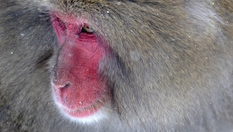 Обои обезьяна, японская макака, monkey, japanese macaque разрешение 4096x2731 Загрузить