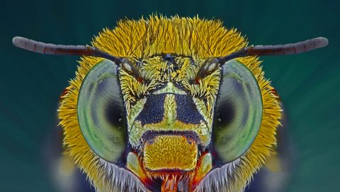 Обои глаза, макро, насекомое, пчела, голубая, ленточная, eyes, macro, insect, bee, blue, tape разрешение 1920x1200 Загрузить