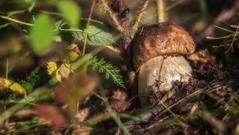 Обои трава, природа, макро, гриб, боровик, grass, nature, macro, mushroom, borovik разрешение 2400x1532 Загрузить