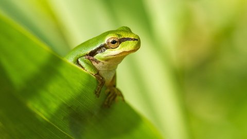 Обои природа, фон, лягушка, nature, background, frog разрешение 2047x1283 Загрузить