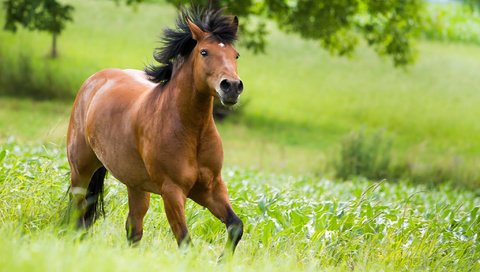 Обои лошадь, зелень, бег, horse, greens, running разрешение 2048x1365 Загрузить