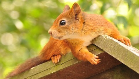 Обои листва, профиль, домик, животное, белка, грызун, кормушка, foliage, profile, house, animal, protein, rodent, feeder разрешение 2859x1903 Загрузить