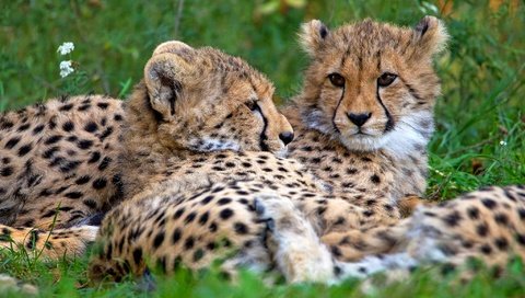 Обои морда, пара, отдых, дикие кошки, хищники, гепарды, face, pair, stay, wild cats, predators, cheetahs разрешение 2048x1365 Загрузить