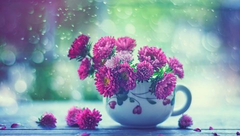 Обои цветы, капли, дождь, кружка, окно, астры, flowers, drops, rain, mug, window, asters разрешение 2048x1587 Загрузить