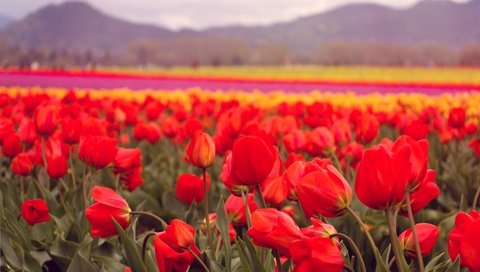Обои цветы, лепестки, красные, тюльпаны, flowers, petals, red, tulips разрешение 5069x3279 Загрузить