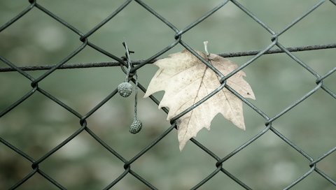 Обои макро, забор, ворота, сетка, ограждение, листик, ограда, macro, the fence, gate, mesh, leaf, fence разрешение 1920x1200 Загрузить