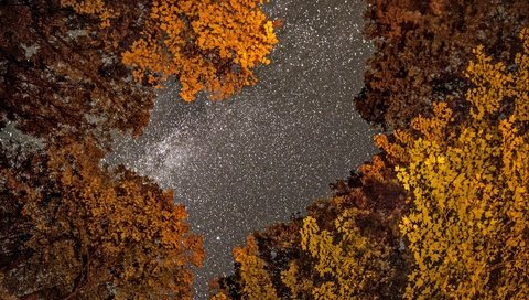 Обои небо, деревья, фото, осень, фотограф, greg stevenson, ночное, звездное, the sky, trees, photo, autumn, photographer, night, star разрешение 1920x1271 Загрузить