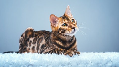 Обои мордочка, кошка, взгляд, бенгальская, бенгал, бенгальская кошка, muzzle, cat, look, bengal, bengal cat разрешение 2880x1809 Загрузить