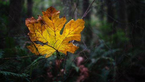 Обои природа, осень, лист, nature, autumn, sheet разрешение 2048x1152 Загрузить