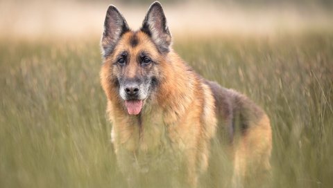 Обои трава, взгляд, собака, друг, язык, немецкая овчарка, grass, look, dog, each, language, german shepherd разрешение 1998x1331 Загрузить