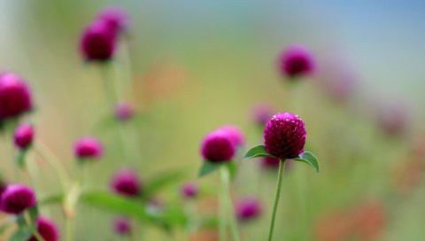 Обои цветы, поле, globosa, flowers, field, english разрешение 2048x1365 Загрузить