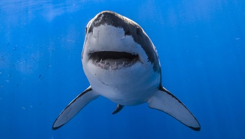 Обои вода, пасть, акула, подводный мир, белая акула, water, mouth, shark, underwater world, white shark разрешение 2048x1365 Загрузить