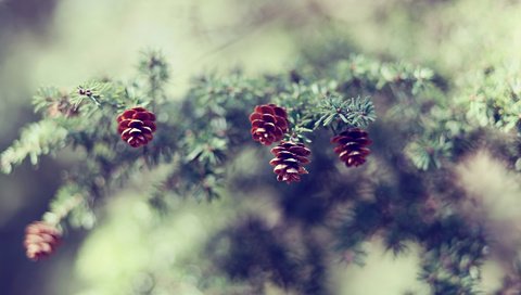 Обои ветка, природа, елка, хвоя, размытость, шишки, сосна, branch, nature, tree, needles, blur, bumps, pine разрешение 1920x1200 Загрузить