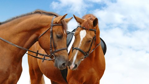 Обои небо, лошади, кони, голубая, неба, the sky, horse, horses, blue, sky разрешение 2560x1440 Загрузить