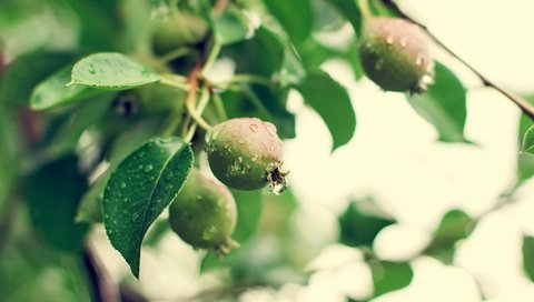 Обои природа, лето, фрукты, дождь, груши, зеленые ветви, nature, summer, fruit, rain, pear, green branches разрешение 4500x3000 Загрузить