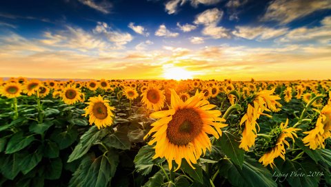 Обои закат, поле, подсолнухи, sunset, field, sunflowers разрешение 2048x1152 Загрузить