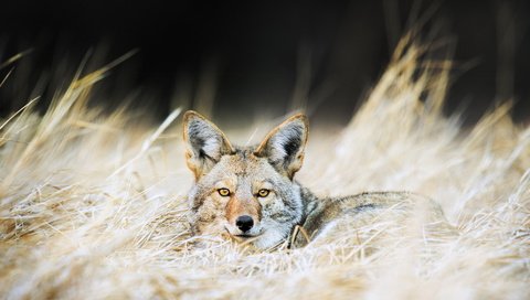Обои природа, фон, койот, nature, background, coyote разрешение 1920x1200 Загрузить