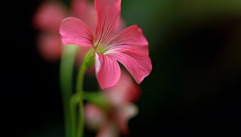 Обои фон, цветок, лепестки, растение, стебель, герань, background, flower, petals, plant, stem, geranium разрешение 2048x1365 Загрузить