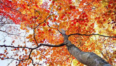 Обои дерево, листья, осень, ствол, tree, leaves, autumn, trunk разрешение 2048x1365 Загрузить