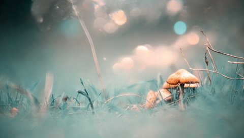 Обои природа, фон, грибы, nature, background, mushrooms разрешение 1920x1152 Загрузить