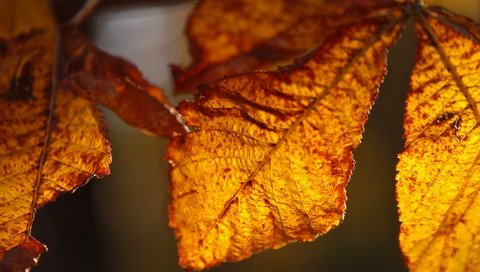 Обои природа, листья, осень, крупным планом, осенние листья, nature, leaves, autumn, closeup, autumn leaves разрешение 2880x1775 Загрузить