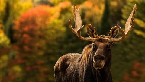 Обои природа, фон, лось, nature, background, moose разрешение 1920x1279 Загрузить