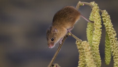 Обои ветка, мышка, сережки, harvest mouse, мышь-малютка, branch, mouse, earrings, the mouse is tiny разрешение 2048x1280 Загрузить