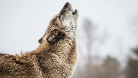 Обои морда, поза, серый, хищник, профиль, мех, волк, вой, face, pose, grey, predator, profile, fur, wolf, howl разрешение 2048x1365 Загрузить