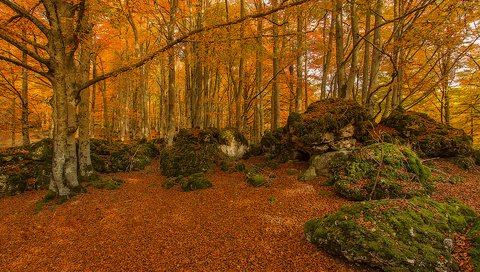 Обои деревья, камни, лес, осень, мох, испания, urabain, страна басков, trees, stones, forest, autumn, moss, spain, basque country разрешение 1920x1280 Загрузить