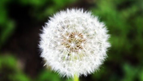 Обои трава, зелень, макро, лето, одуванчик, grass, greens, macro, summer, dandelion разрешение 5184x3456 Загрузить