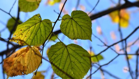 Обои природа, листья, осень, nature, leaves, autumn разрешение 2048x1363 Загрузить